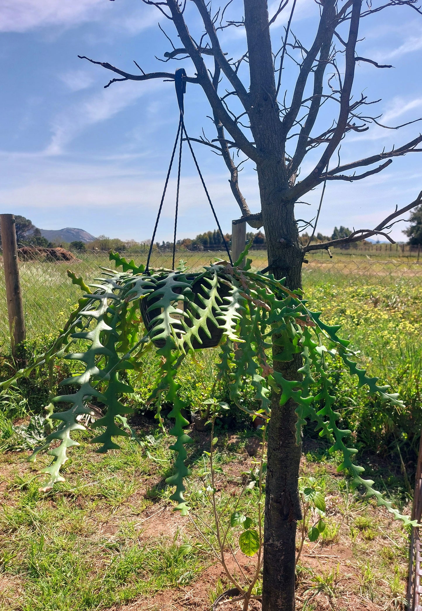 Fishbone Cactus
