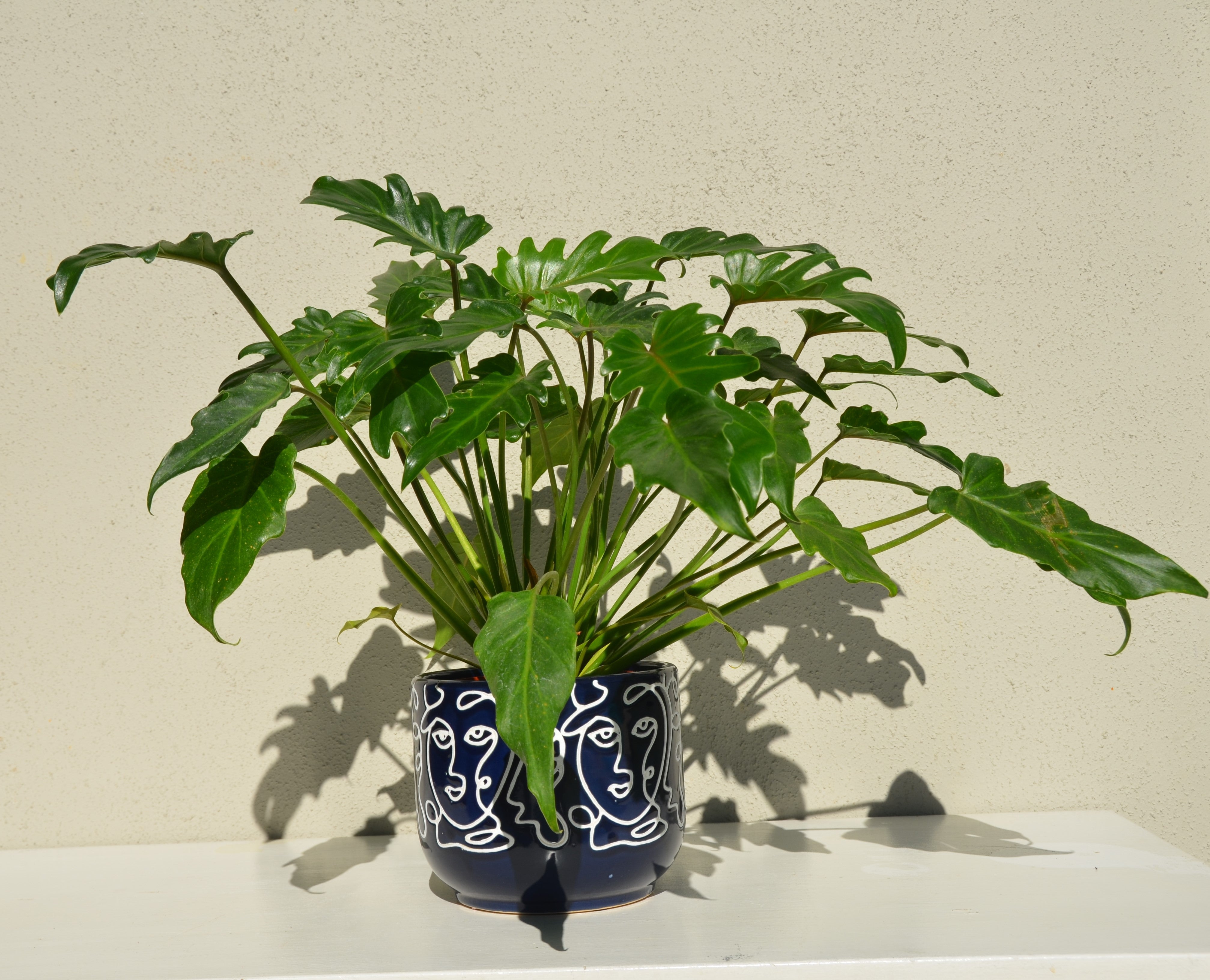baumfreund philodendron xanadu Philodendron Xanadu