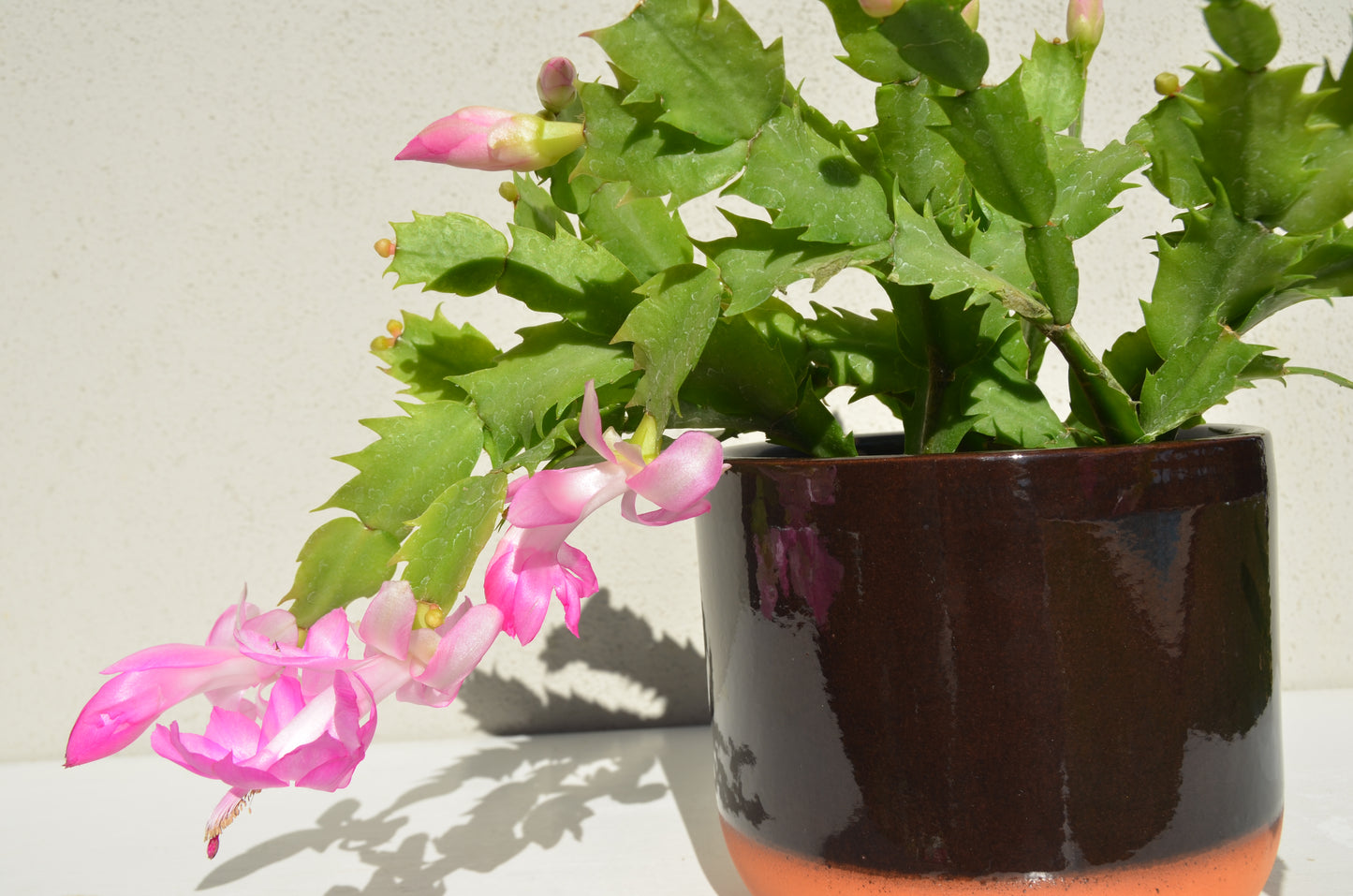 Zygocactus