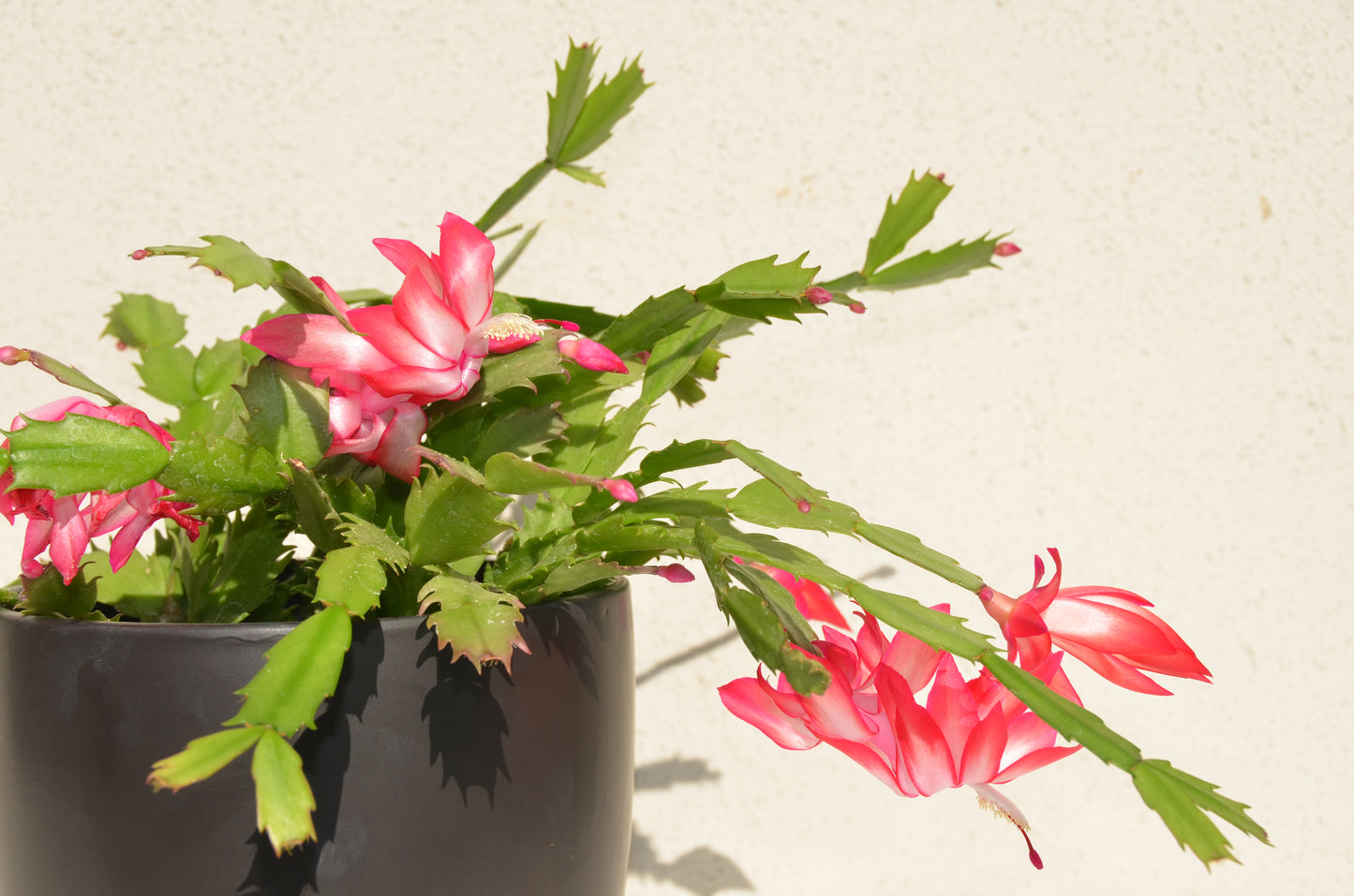 Zygocactus