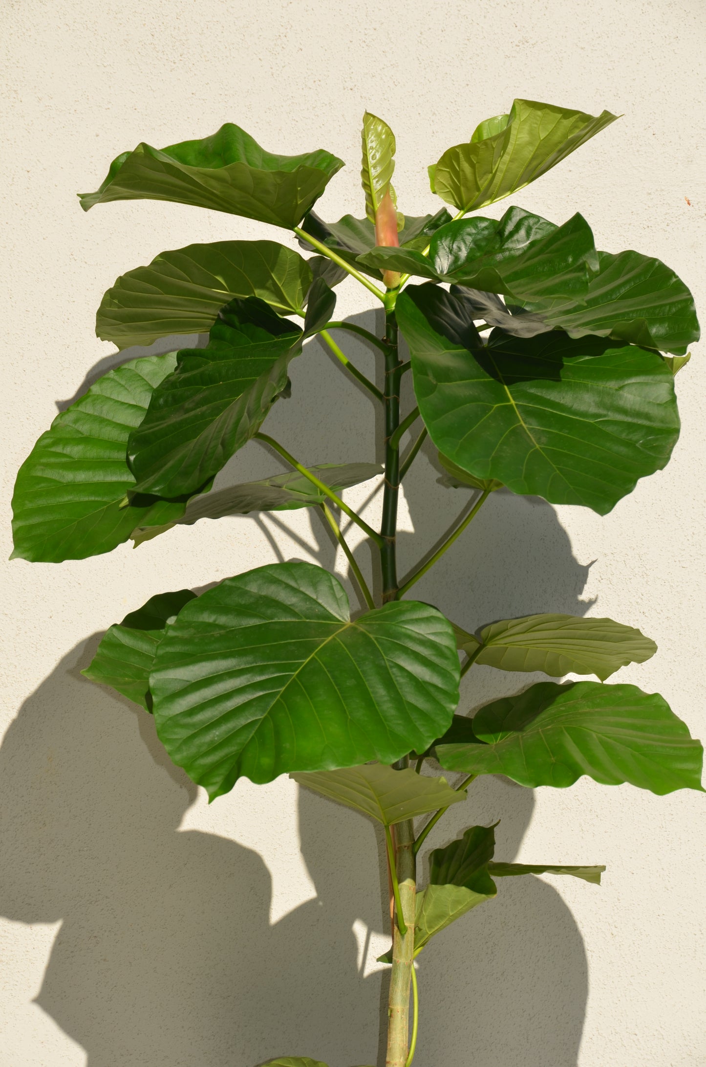 Ficus Umbrella