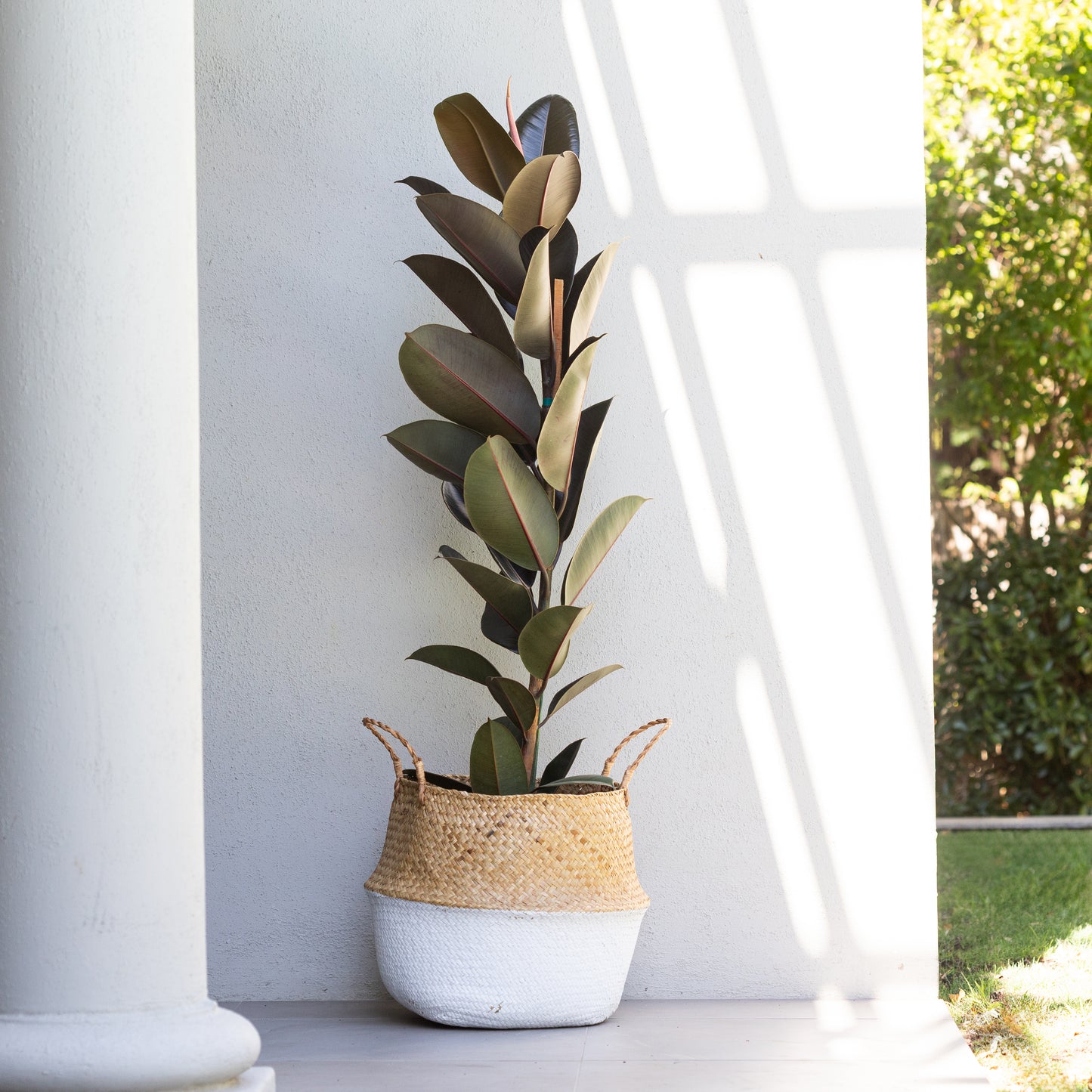 Ficus Robusta