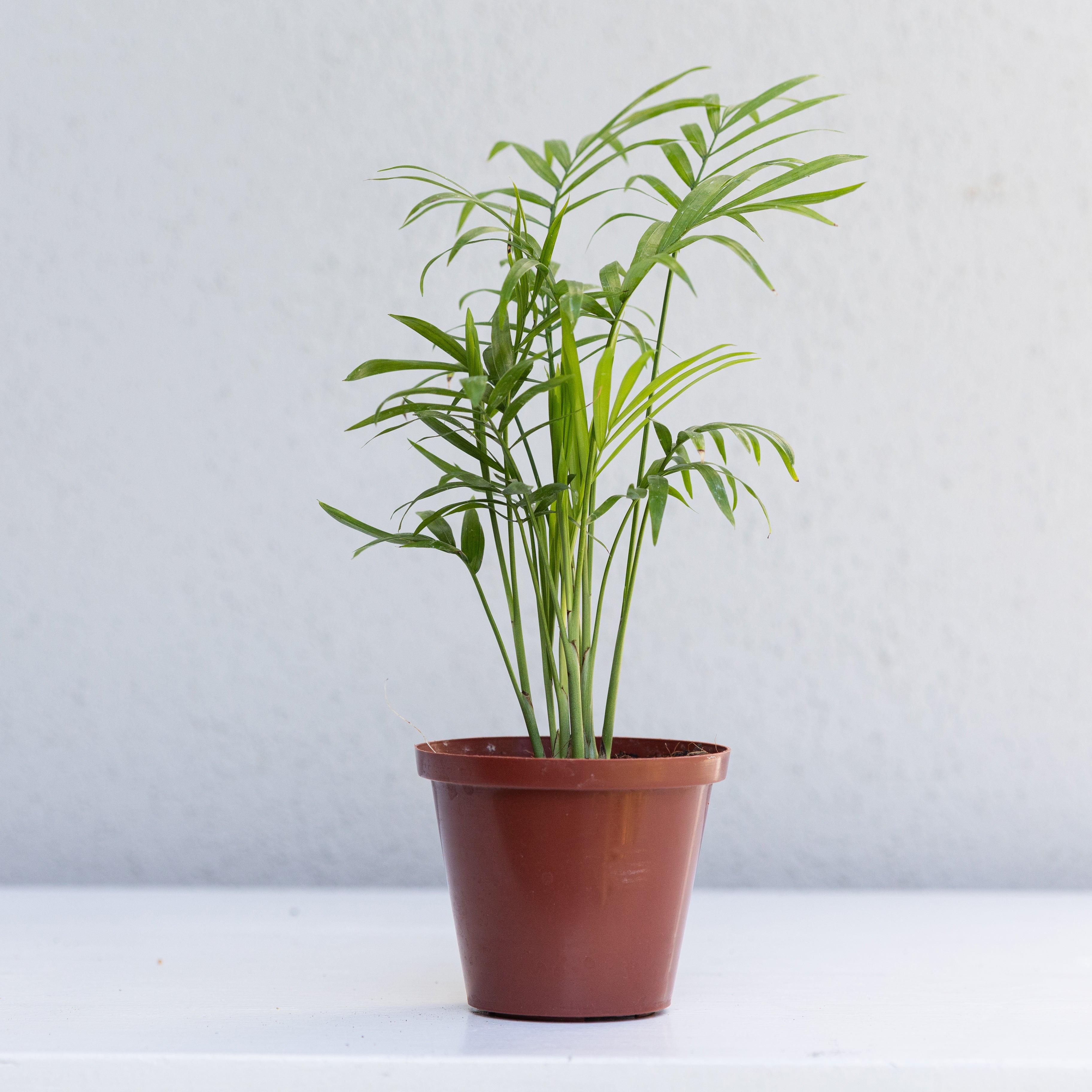 love palm plant Love Palm
