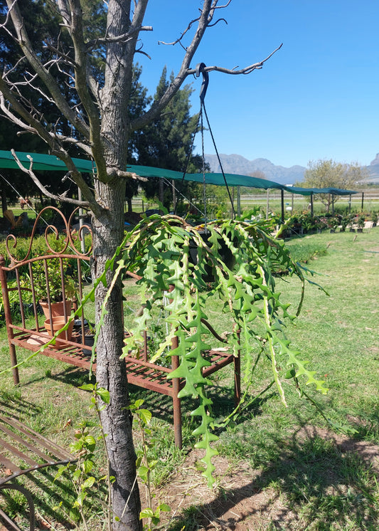 Fishbone Cactus