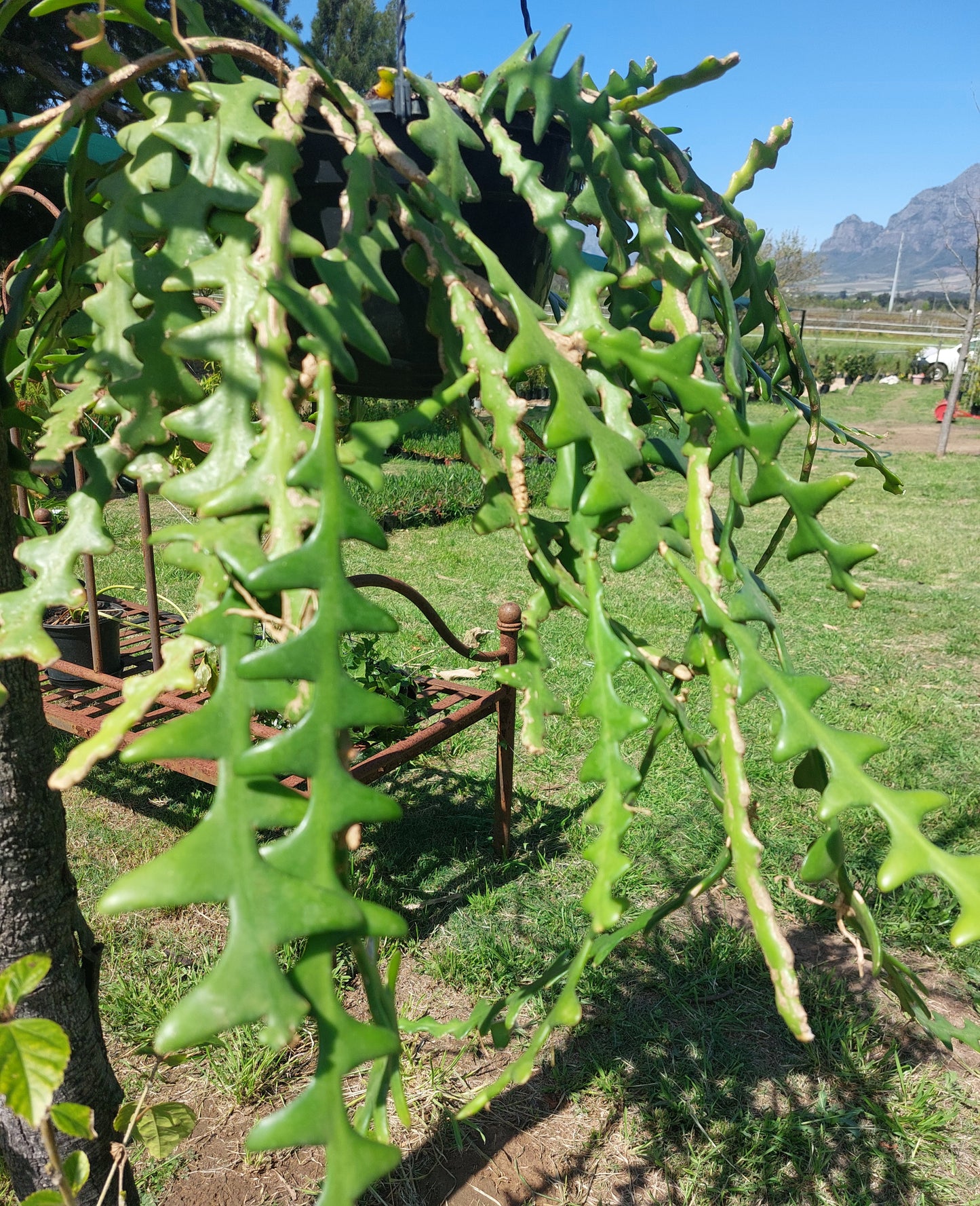 Fishbone Cactus