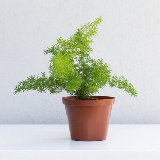 Asparagus Fern