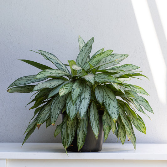 Chinese Evergreen