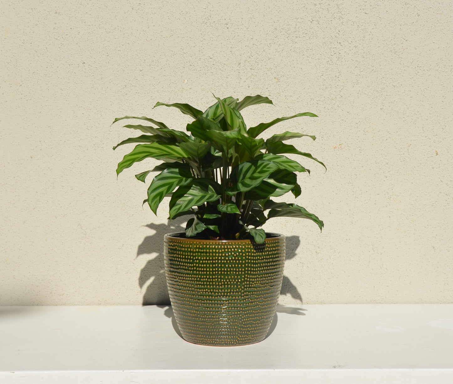 Calathea Freddie