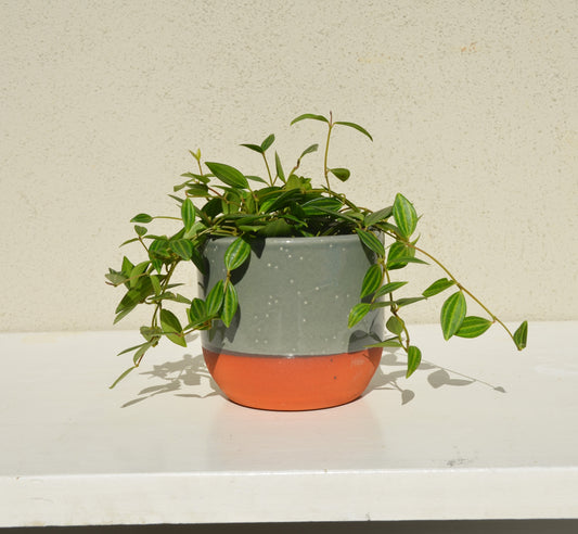 Peperomia Angulata