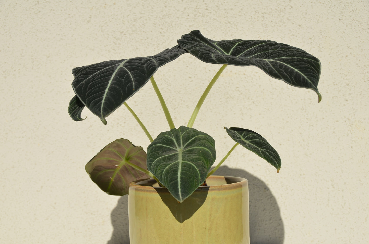 Alocasia Black Velvet