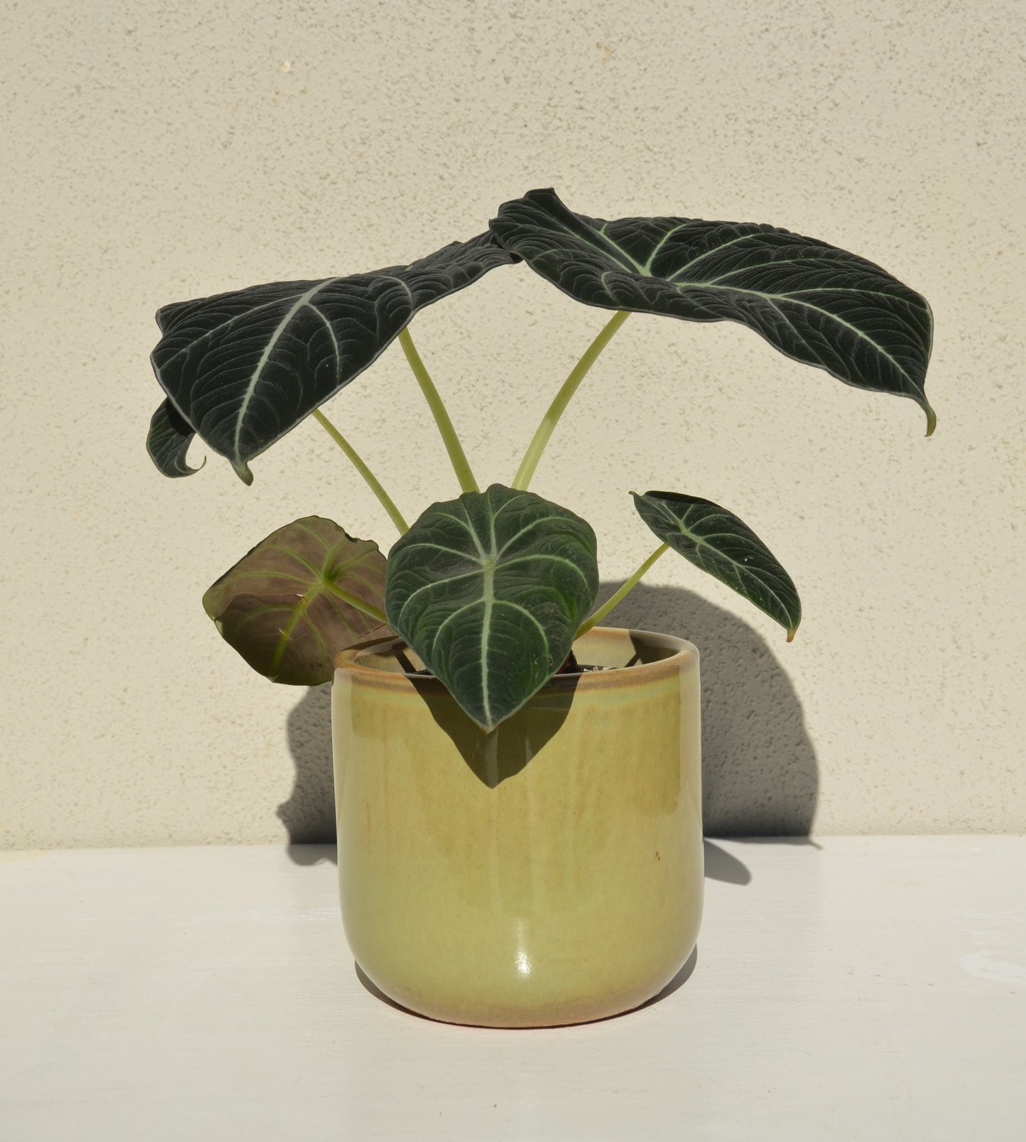 Alocasia Black Velvet