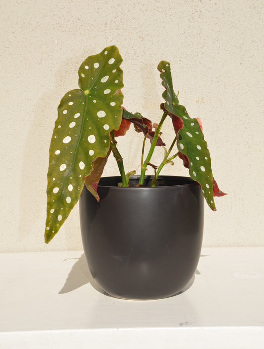 Begonia Polka Dot