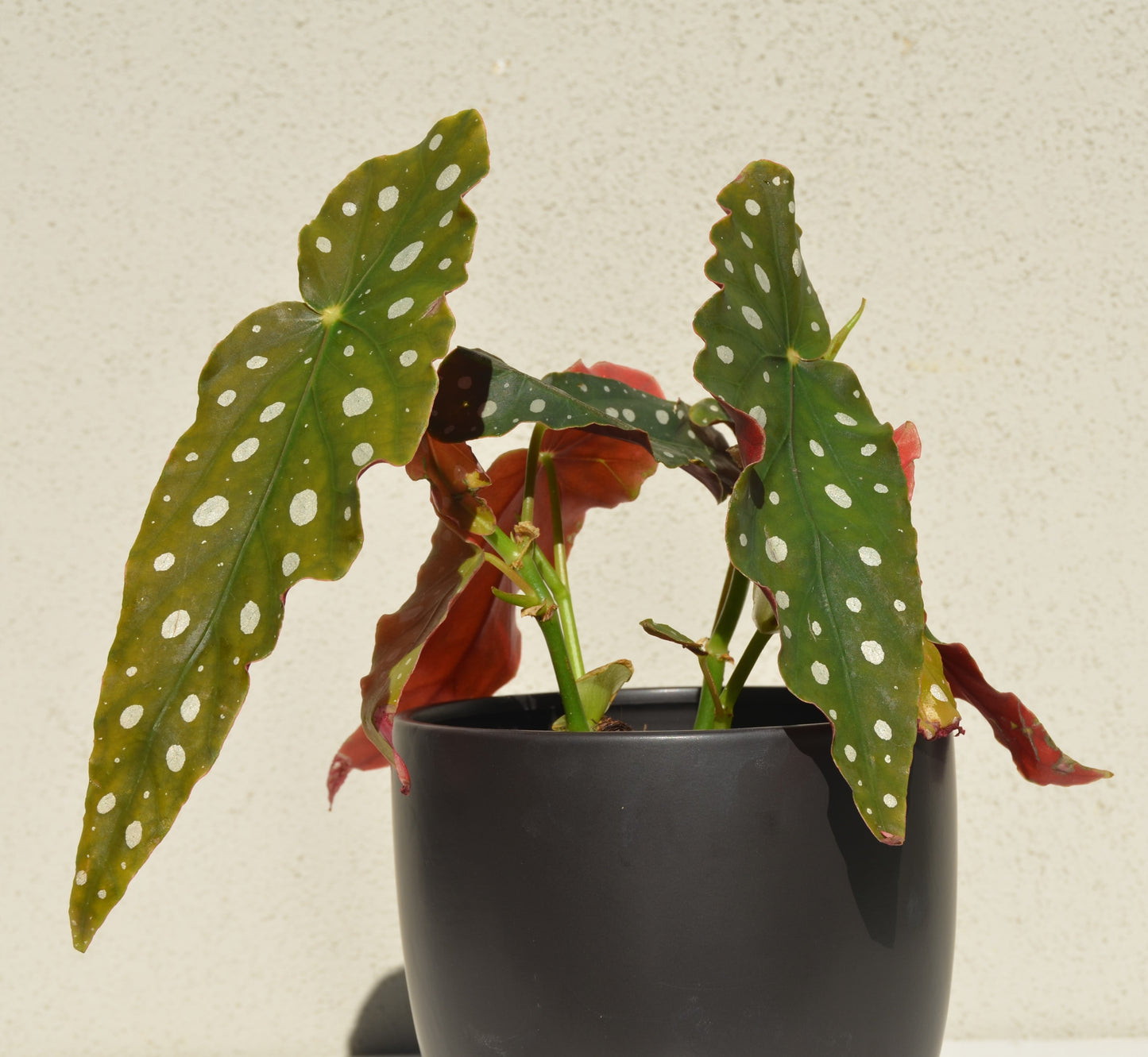 Begonia Polka Dot