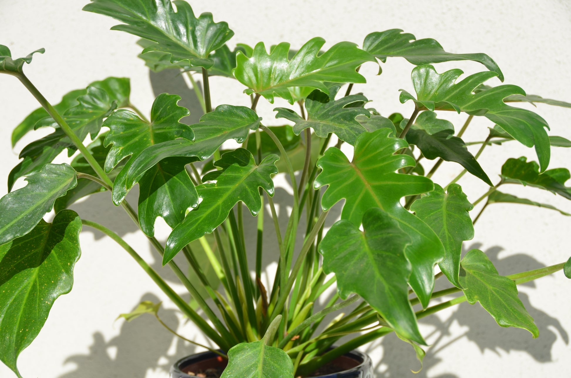 philodendron xanadu 中文 Philodendron Xanadu – D'Vine Nursery