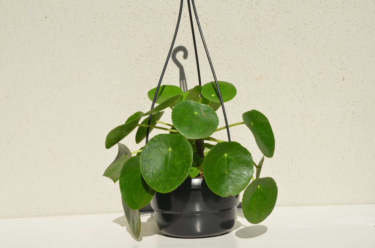 Chinese Money Plant (Hanging Basket)