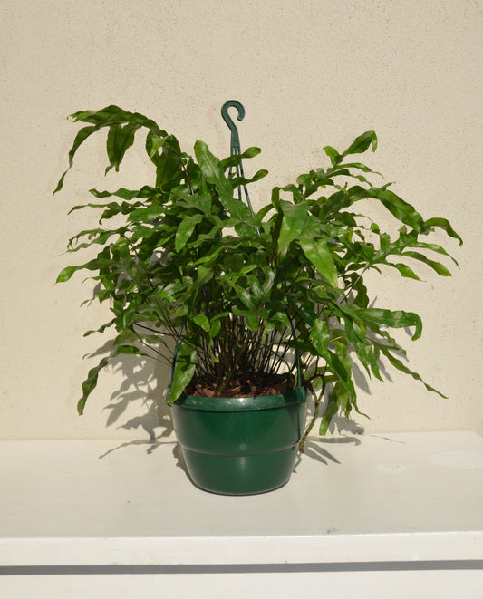 Kangaroo Fern (Hanging Basket)