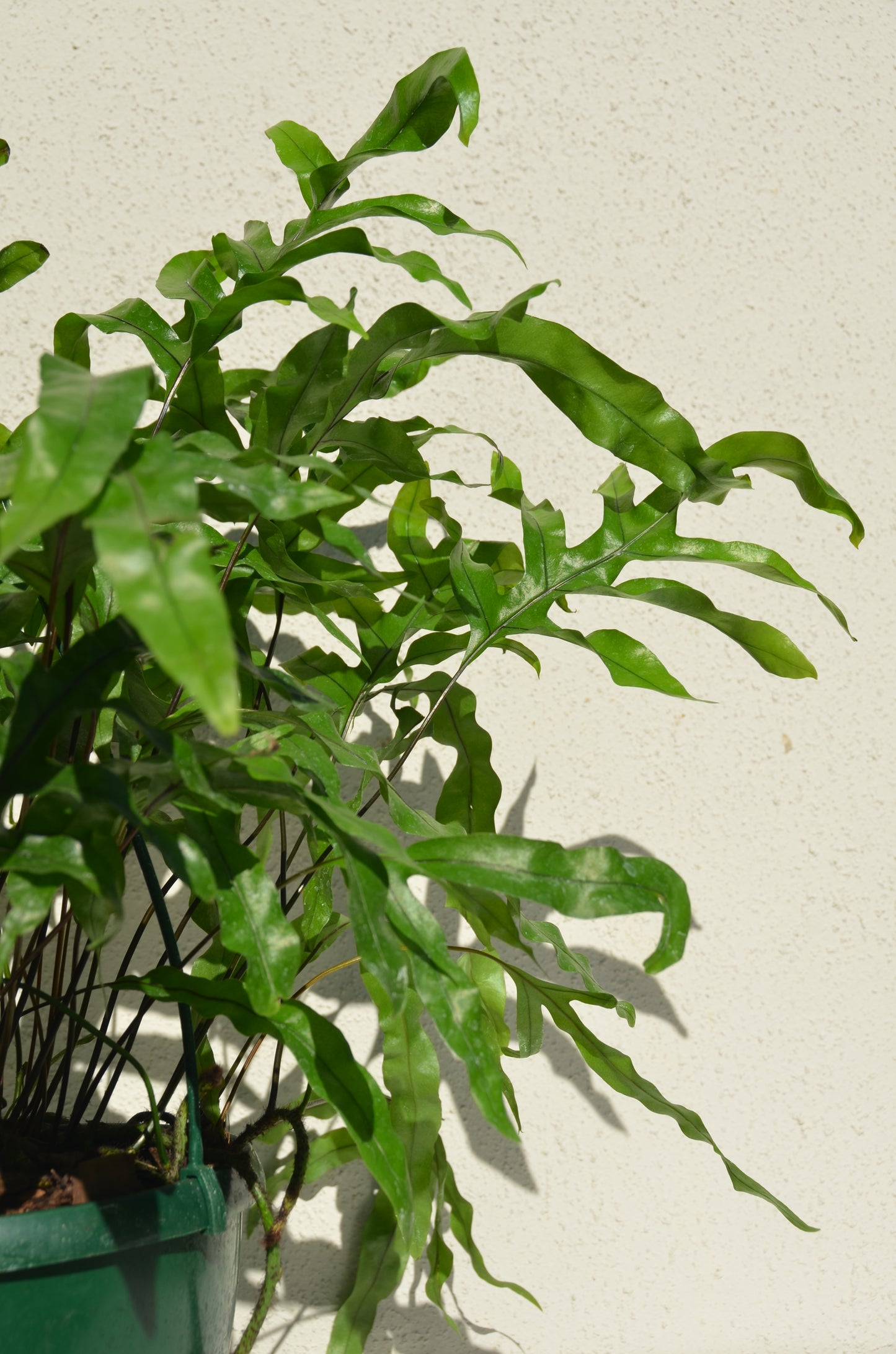 Kangaroo Fern (Hanging Basket)