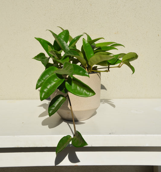 Hoya Carnosa Green