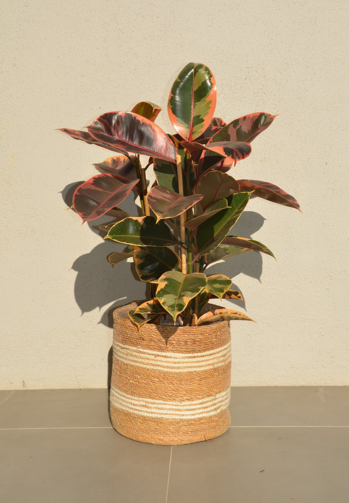 Rubber Ficus - Ruby 3 Stem