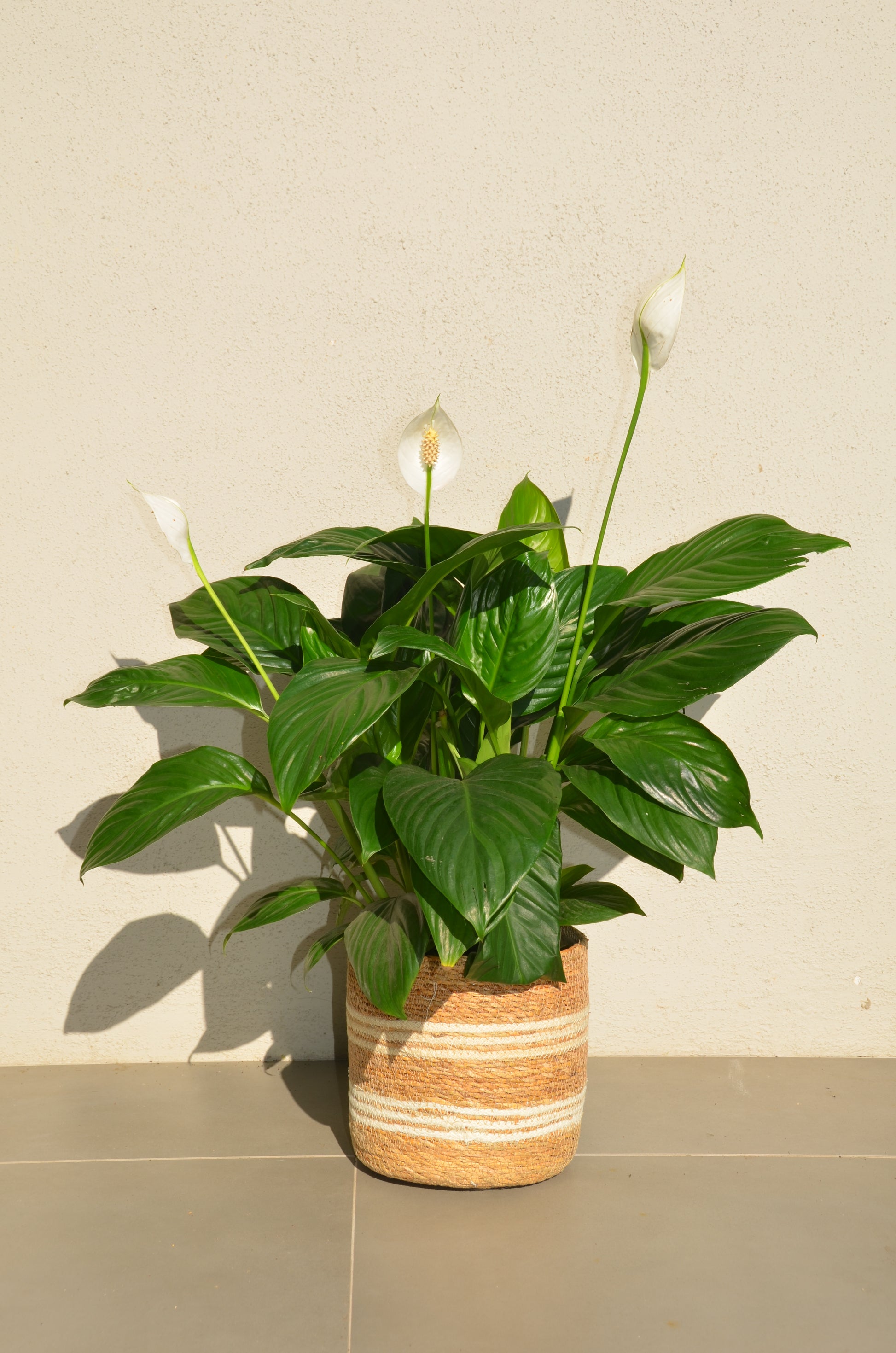 peace lily vine Peace Lily