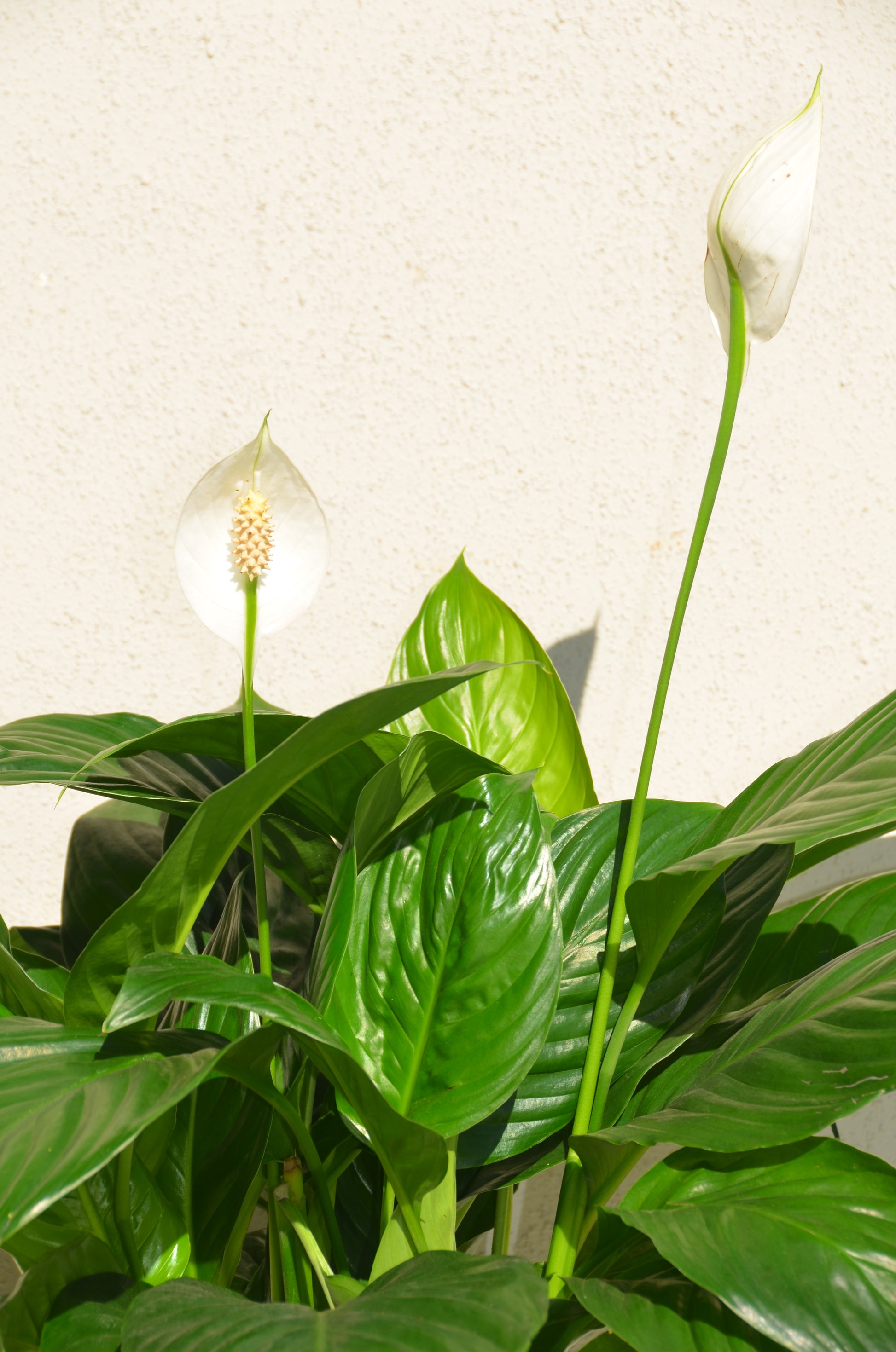 peace lily vine Peace Lily