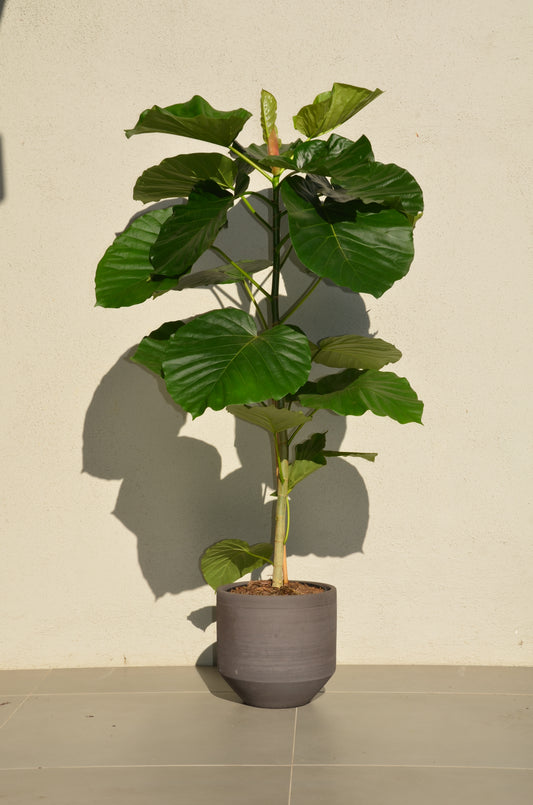 Ficus Umbrella