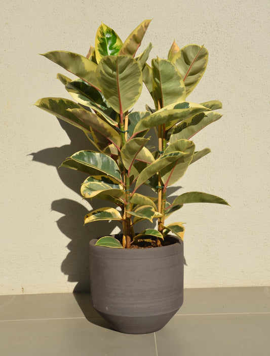 Rubber Ficus - Tineke 3 Stem