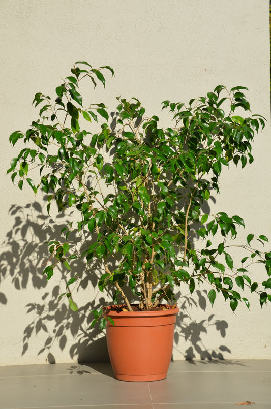 Ficus Benjamina - Large