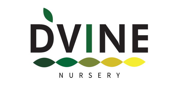 D'Vine Nursery