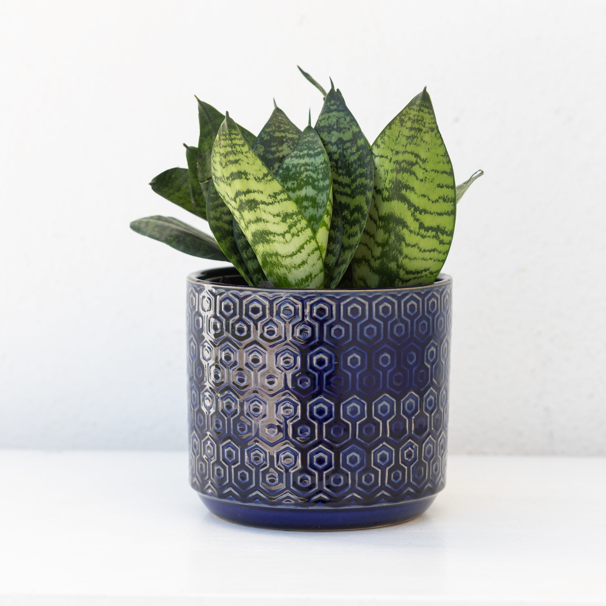 dwarf blue star snake plant Dwarf Snake Plant – D'Vine Nursery