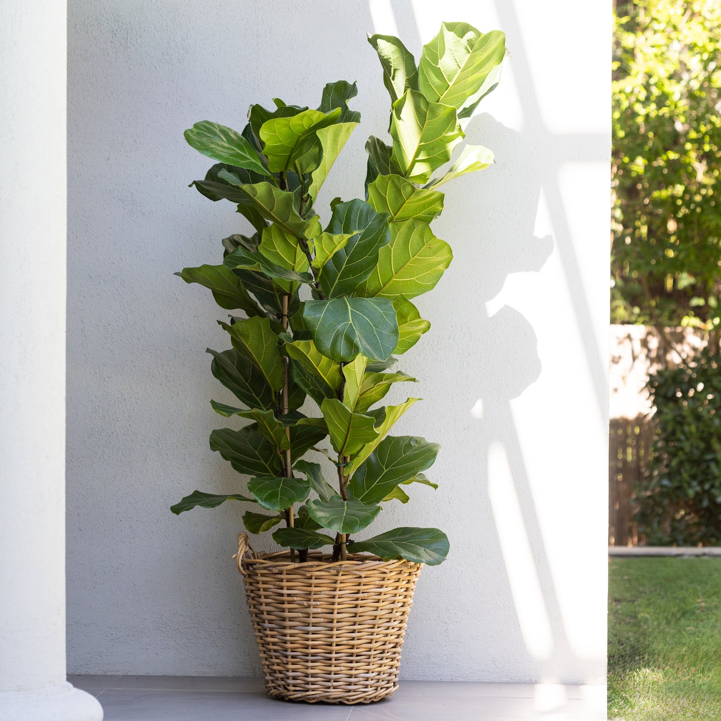 Ficus Lyrata (3 stem)