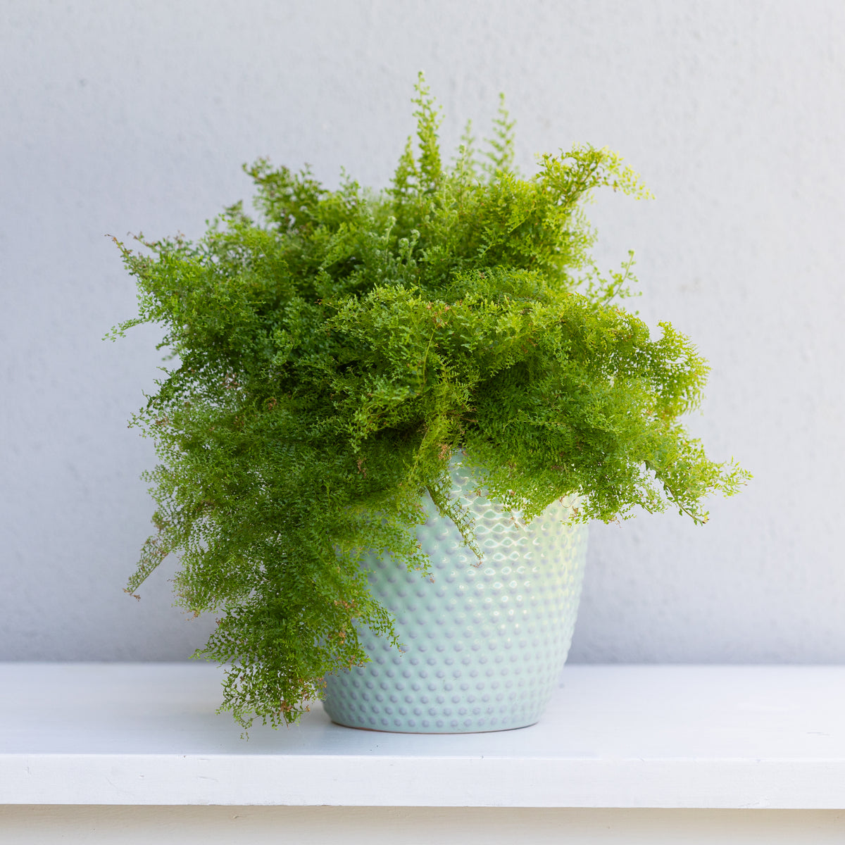 Vining Fern Fine Leaf Fern – D'Vine Nursery