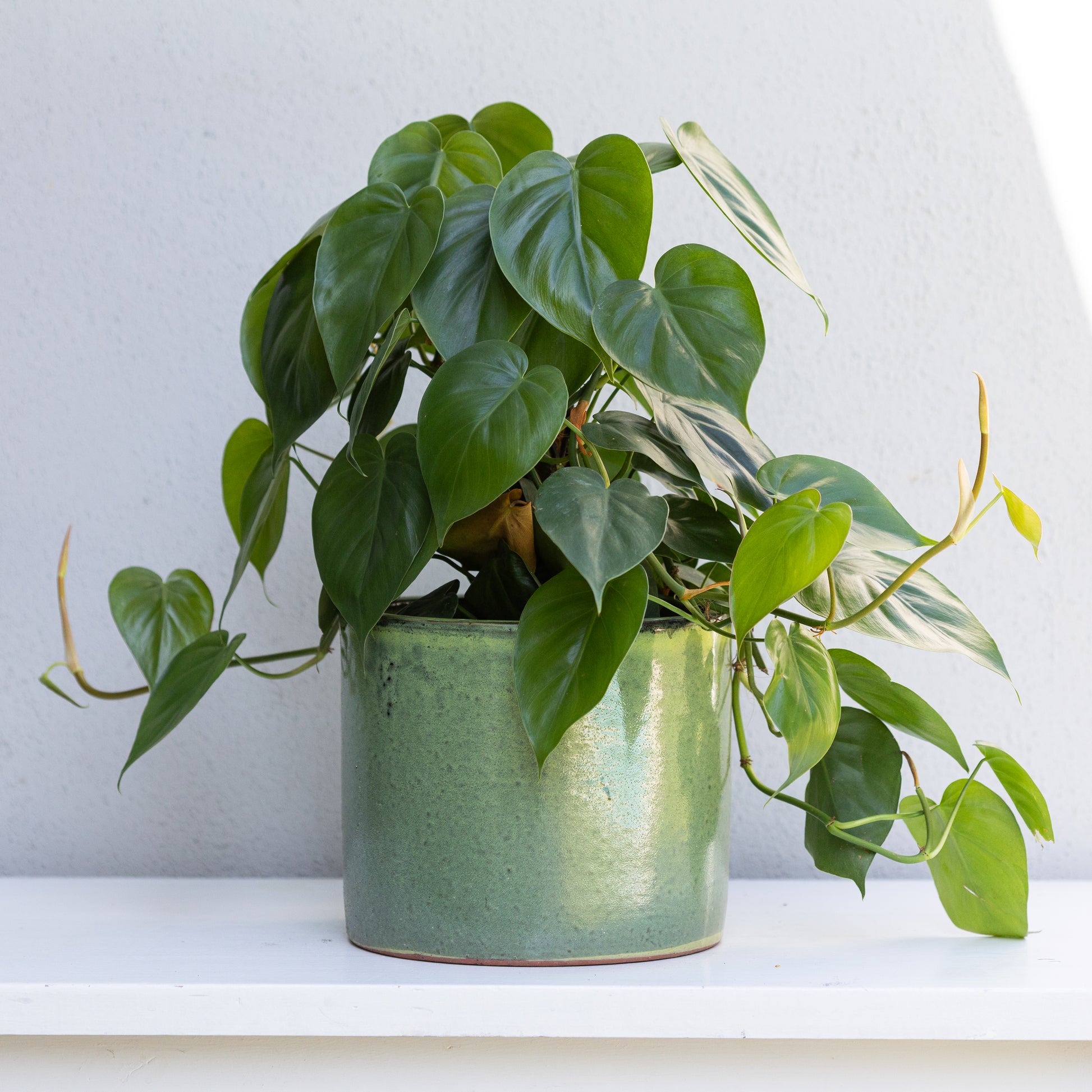 heartleaf philodendron totem pole Heart Leaf Philodendron (Moss Pole)