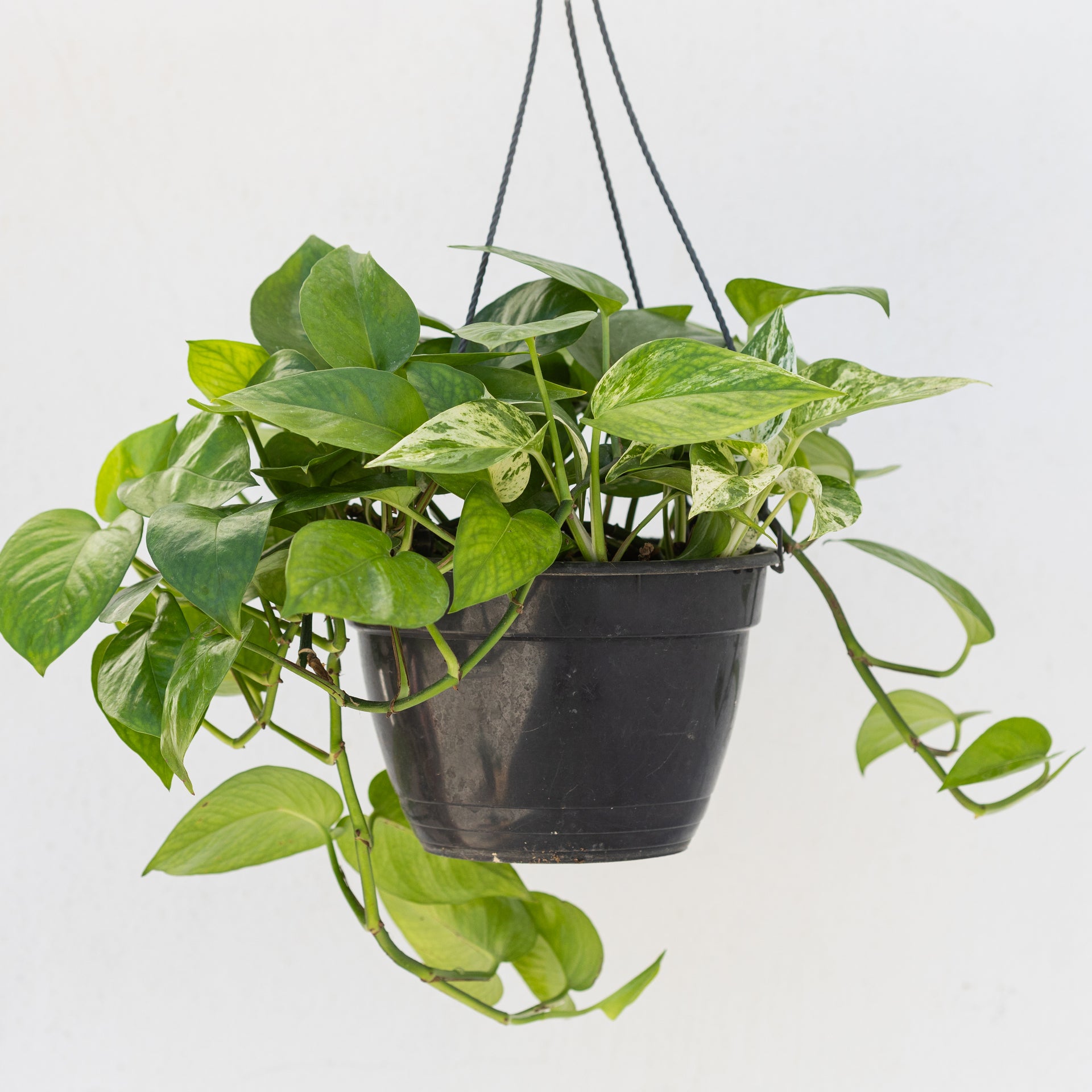 metal philodendron sculpture hanging Heart Shaped Philodendron (Hanging Basket) – D'Vine Nursery
