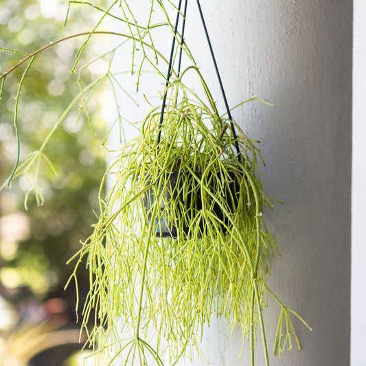 Misletoe Cactus (Hanging Basket)