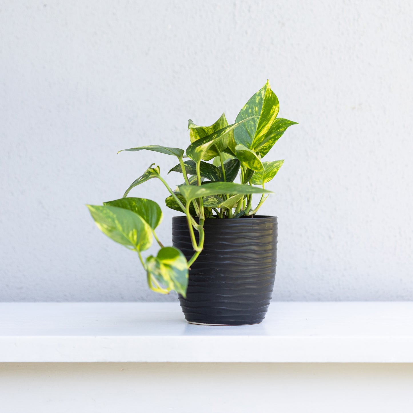 Black Patterned Pot