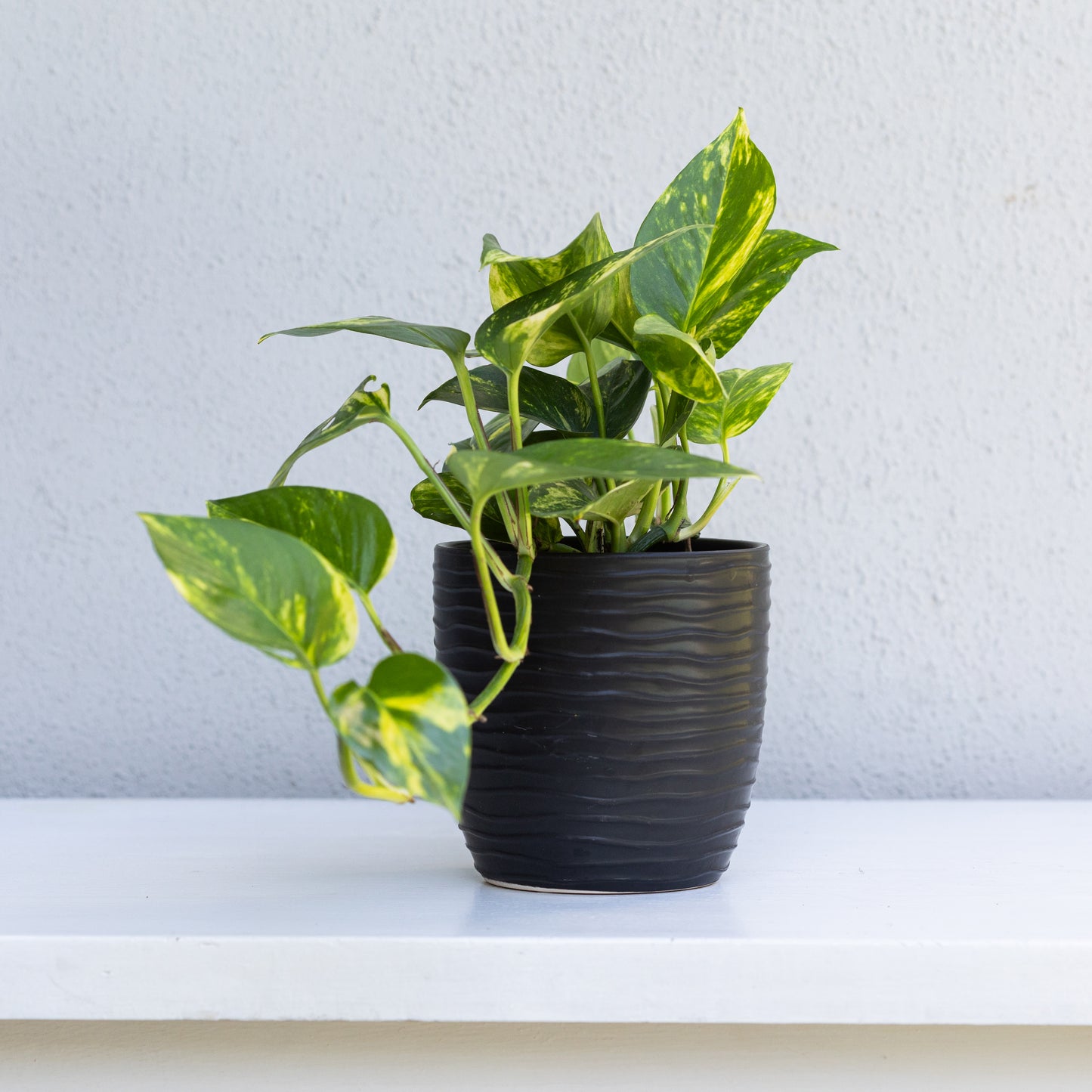 Black Patterned Pot