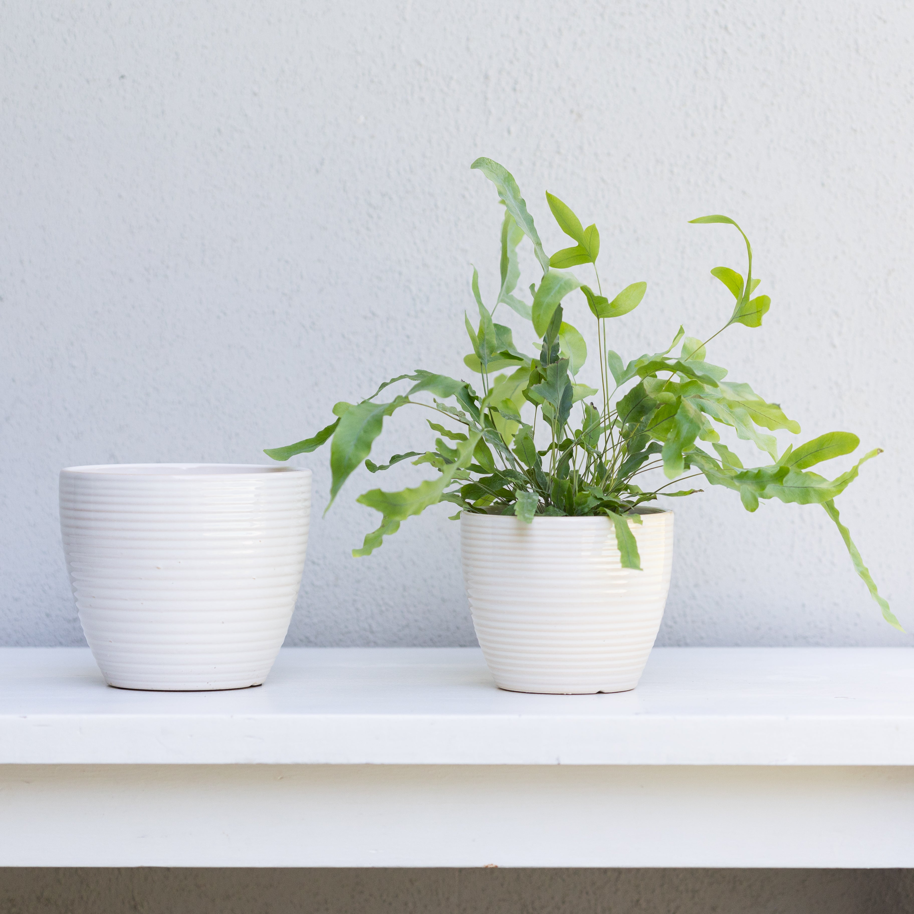 Java Pot White White Pot – D'Vine Nursery