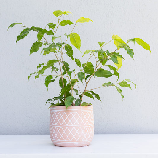 Terra Cotta Patterned Pot