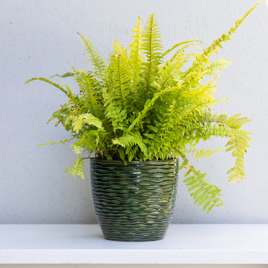 Green Patterned Pot