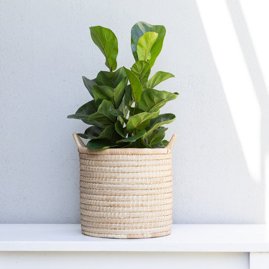 Woven Basket w/ Handles