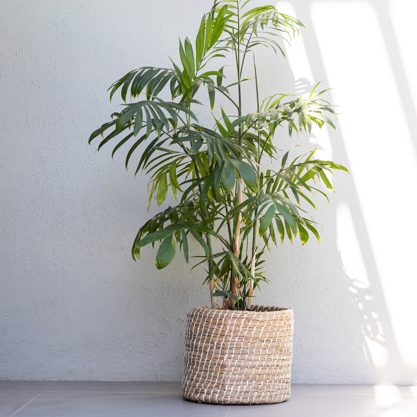 Woven Basket w/ White Detail