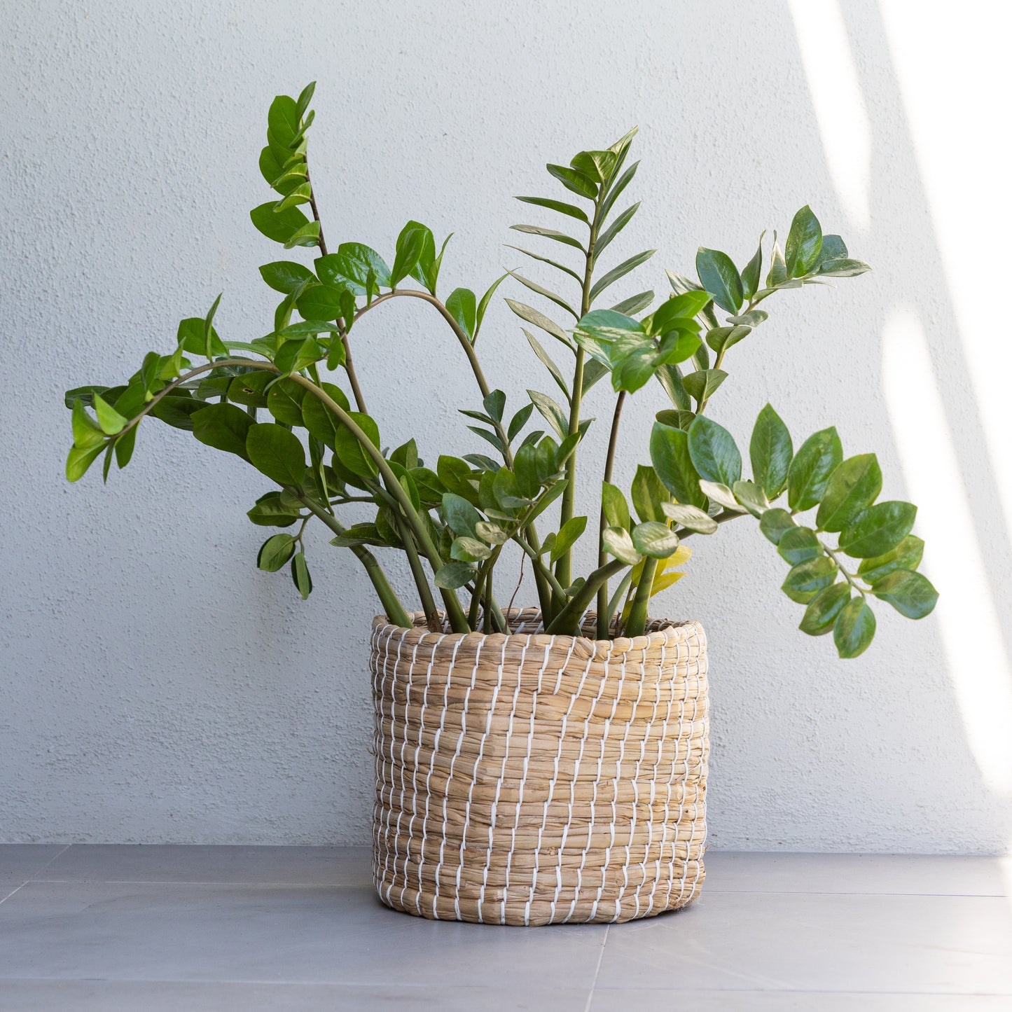 Woven Basket w/ White Detail