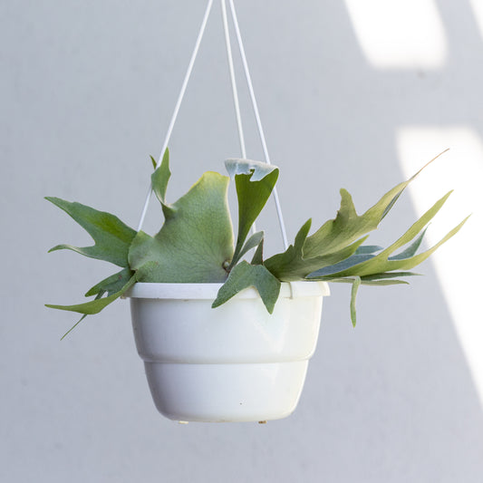 Staghorn (Hanging Basket)