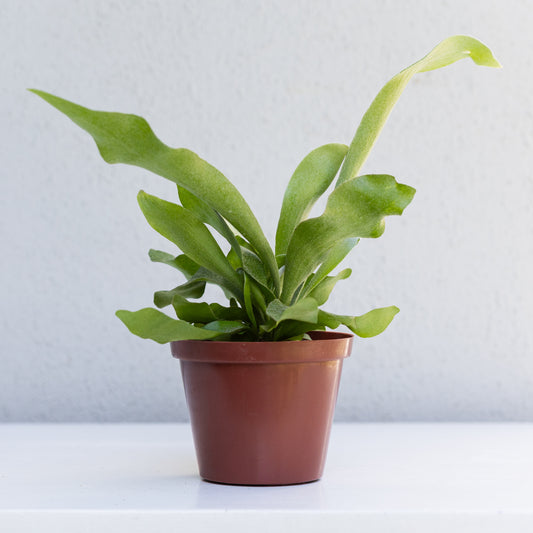 Staghorn