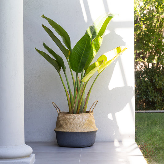 Strelitzia Nicolai