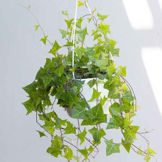 Wax Ivy (Hanging Basket)