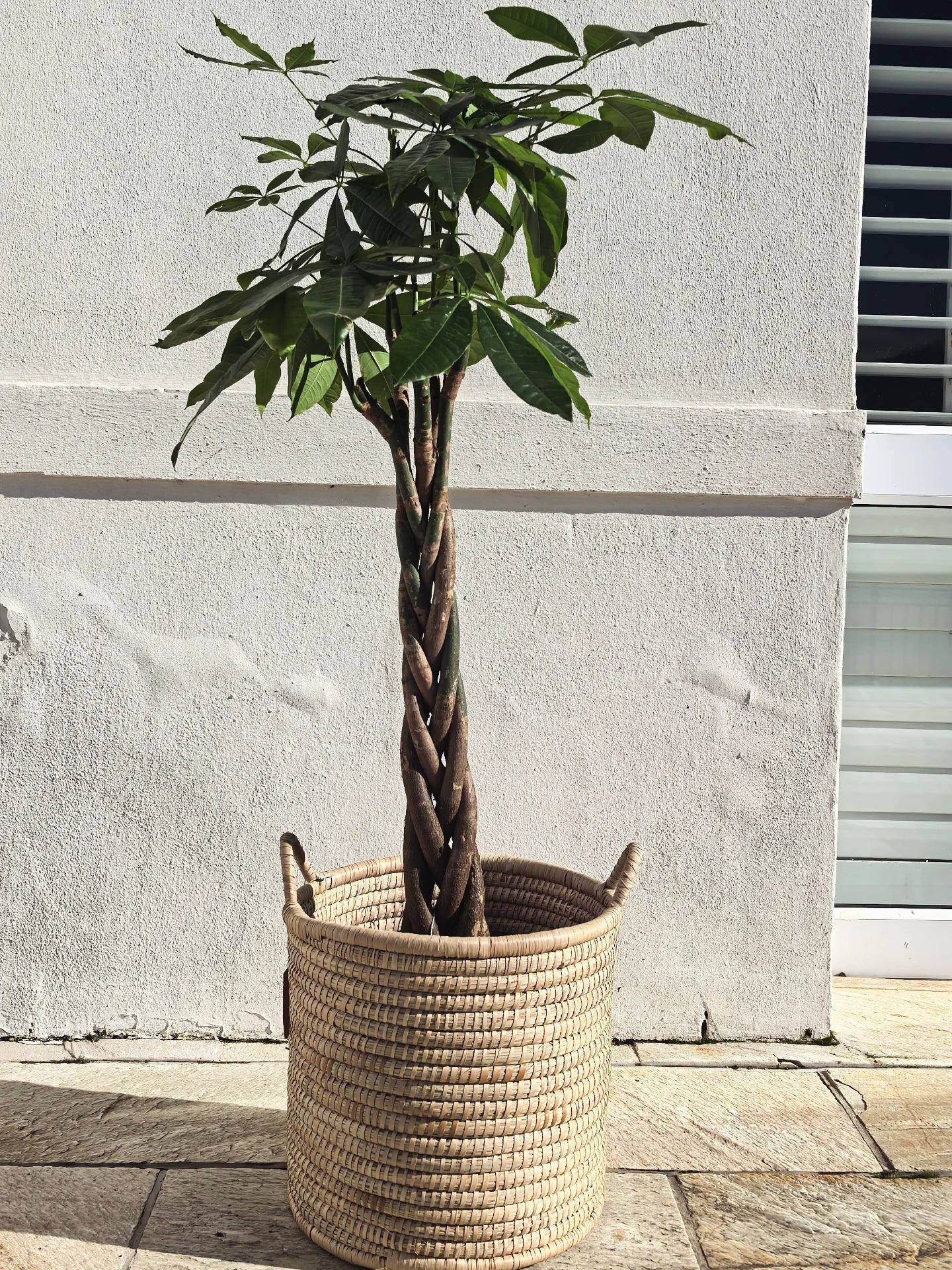 Large Money Tree