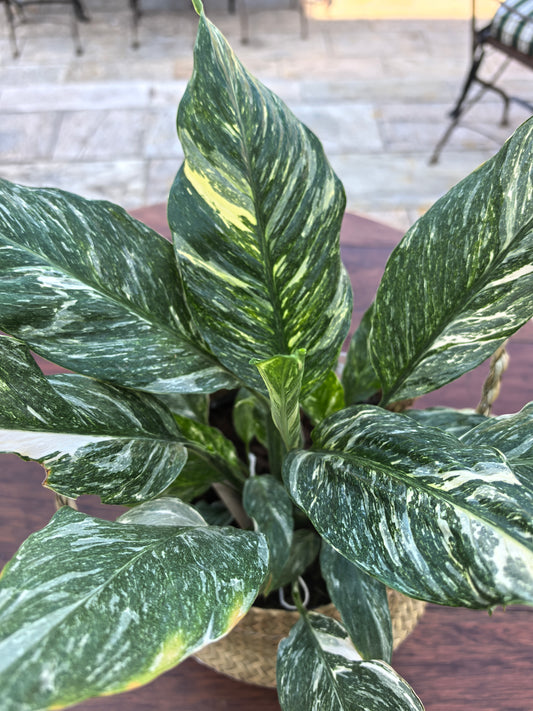 Variegated Chinese Evergreen