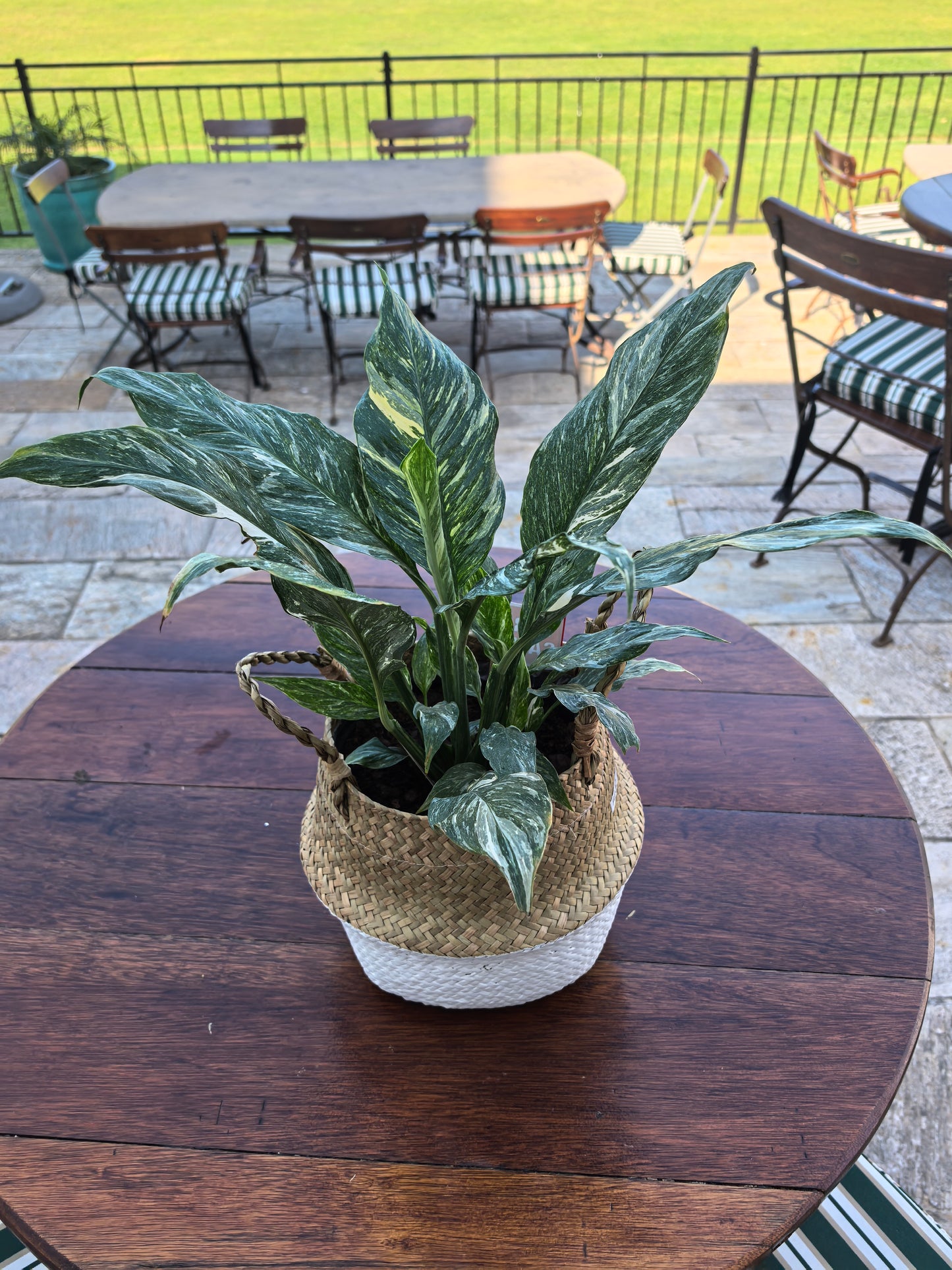 Variegated Chinese Evergreen